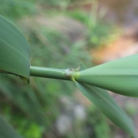 Arundo donax L.